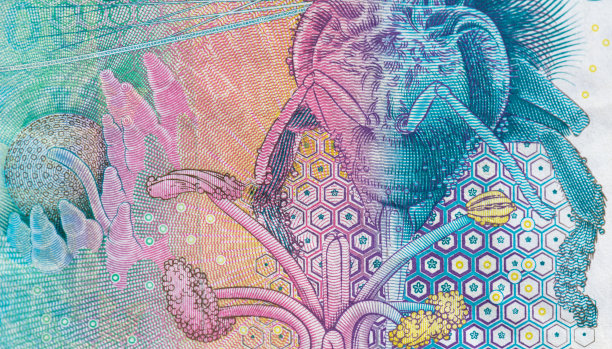 瑞典克朗100元钞票背面，蜜蜂在给花授粉图片下载