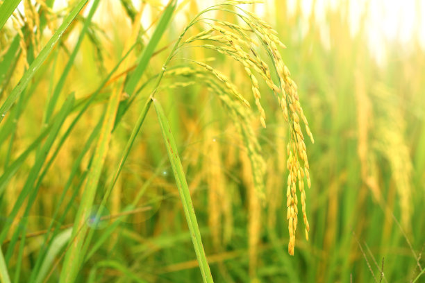 近距离的稻穗在稻田中生长，背景模糊。图片下载