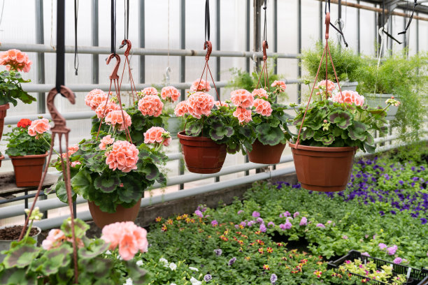 花期在温室用室内植物挂花。种养绿化苗木业务图片下载