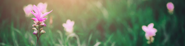 暹罗郁金香花在巴欣颜国家公园泰国Chaiyaphum图片下载