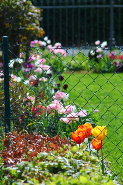 明亮的橙色郁金香盛开在铁丝网篱笆上。图片下载