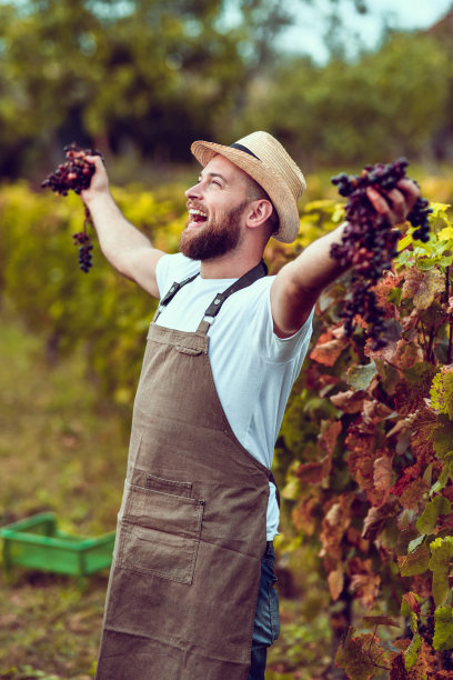 快乐的男酿酒师享受葡萄园每年丰富的葡萄产量图片下载