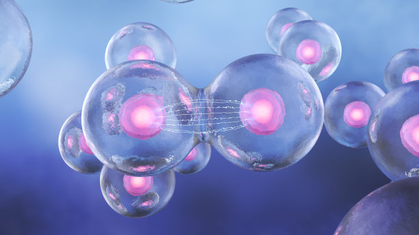 人体内的细胞分裂图片下载