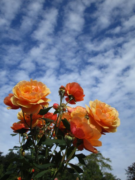 明亮甜美的橙色玫瑰天空背景2020图片下载