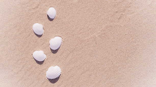 贝壳与贝壳隔离，海星在沙滩上的背景。假期背景与空间的文本。图片下载