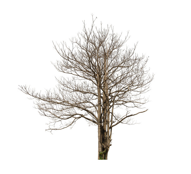 死树孤立在白色图片下载