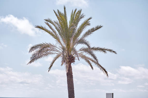 热带棕榈叶。副本的空间。夏天天堂环境图片下载