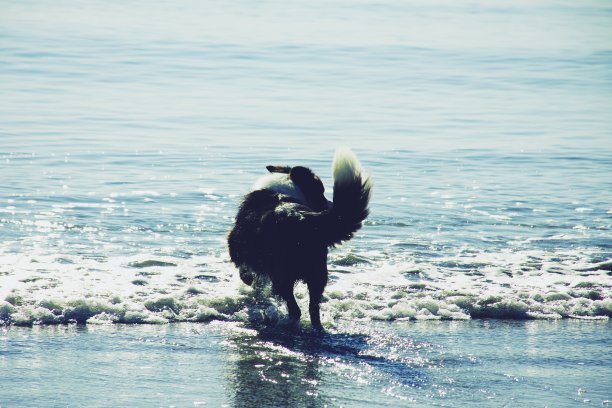 柯利牧羊犬在海上划桨图片下载