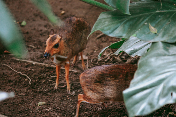 鼠鹿在花园里图片下载