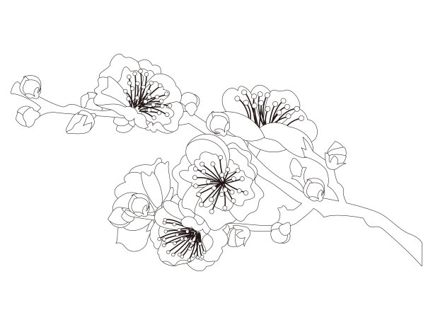 花的涂色书。梅花。图片下载