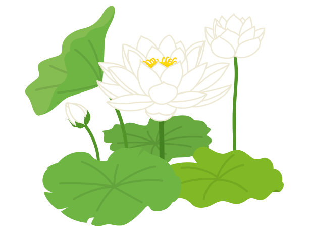 荷花的插图。白色的莲花。素材图片