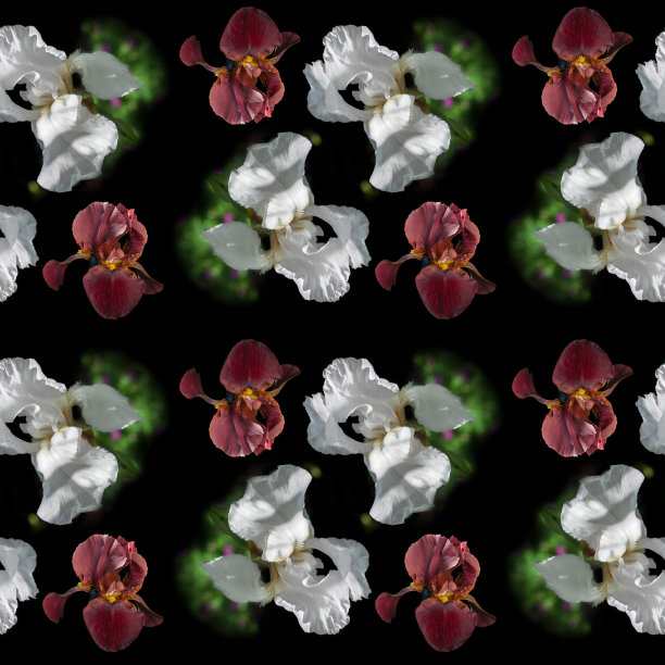 无缝图案的春天的花-蝴蝶花在一个黑色的背景图片下载