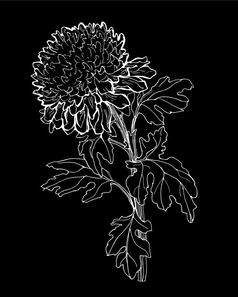 黑白剪影的菊花图片下载