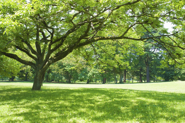 树的阴影图片下载