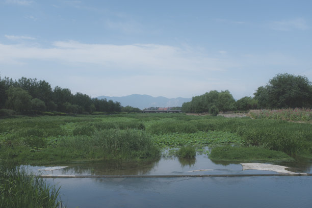 夏日清风荷花田荷花塘乔久志电影风格图片下载