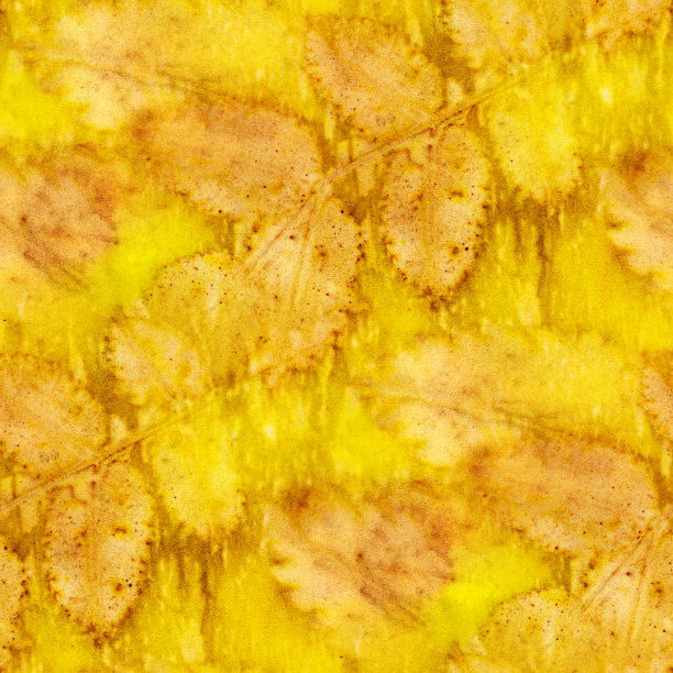 秋天的落叶图片下载