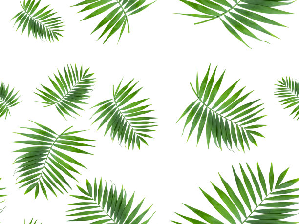 无缝图案的肯托叶，棕榈，热带照片图片下载