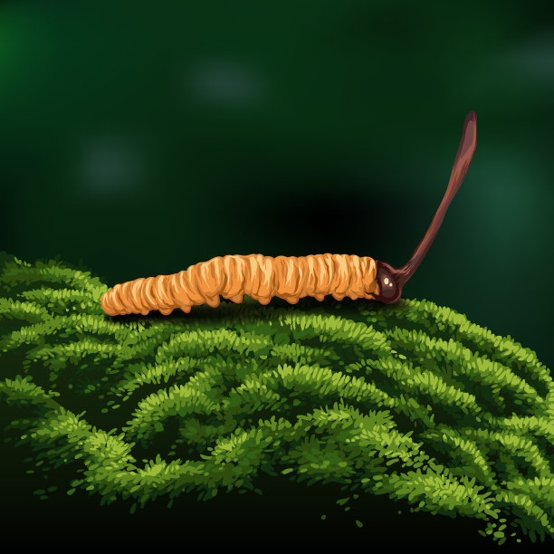 冬虫夏草是一种传统的中药图片下载