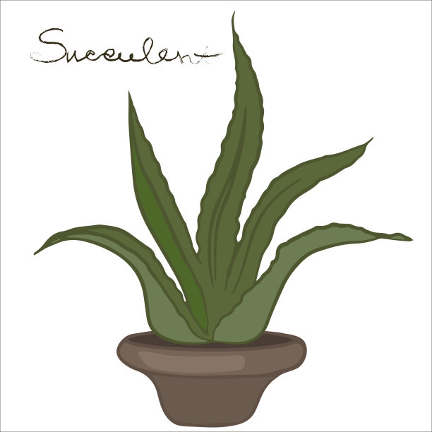 花盆里的肉质植物。图片下载