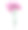 一束娇小的花园康乃馨，花蕾，花茎绿叶。手绘水彩在白色的背景。图片下载