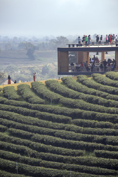 茶园泰国图片下载