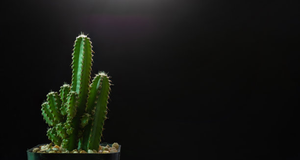 摄影棚内观赏植物微距摄影。图片下载