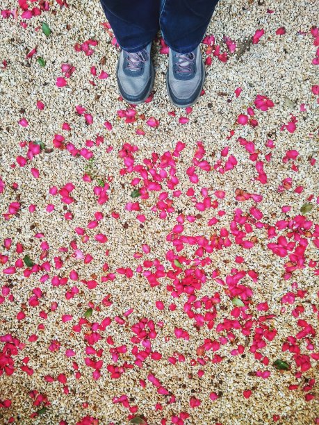 背景的粉红色的山茶花日本公园近距离。春天的时间。图片下载