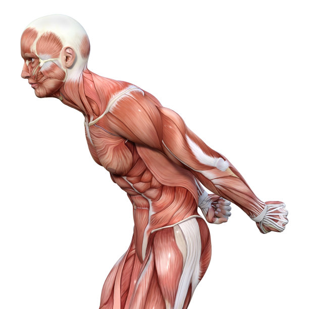 3D插图男性图形与肌肉地图上的白色图片下载