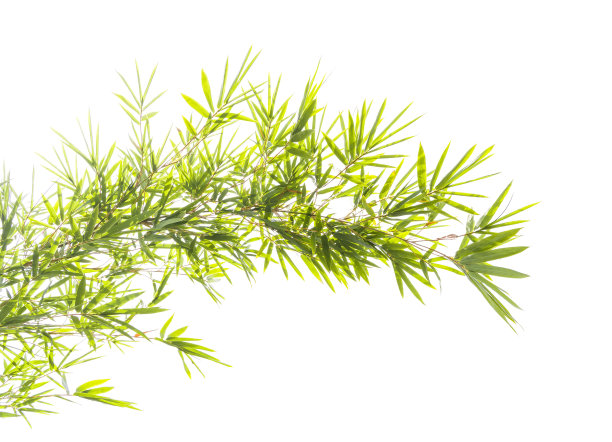 竹叶孤立在白色背景上图片下载