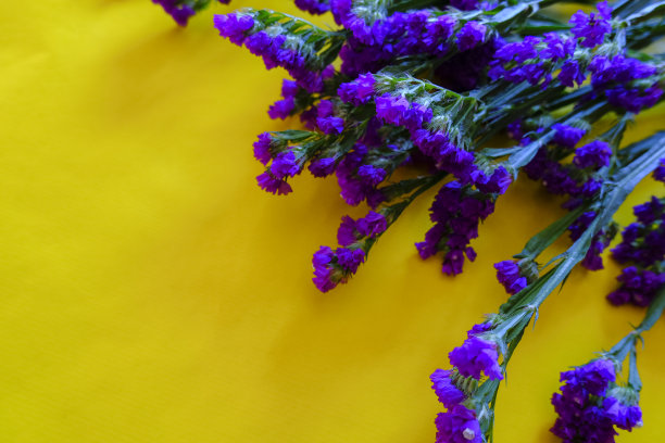 紫色的花香，黄色的背景。前视图。副本的空间。节日，生日，母亲节模型。图片下载