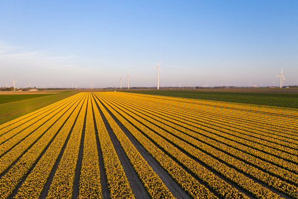 Dronten地区种植郁金香的田地鸟瞰图。荷兰的春天图片下载