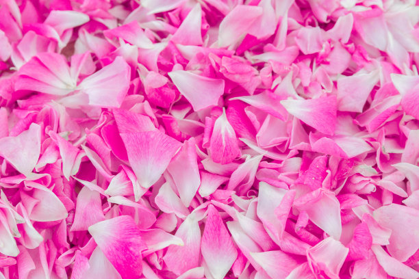 背景是粉红色的花瓣。玫瑰图片下载