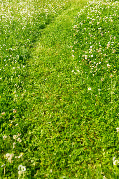 在绿色草坪上割草图片下载