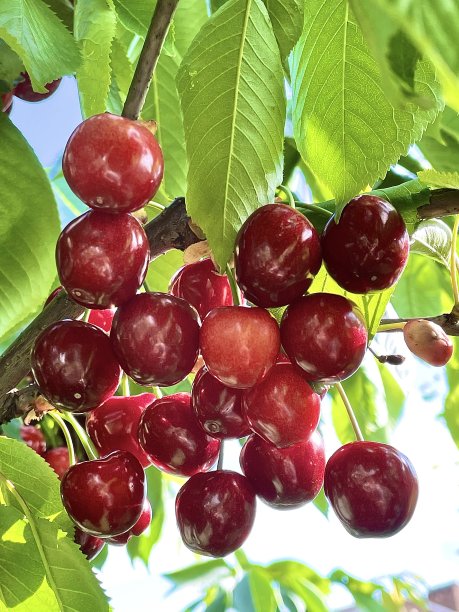 樱桃树上的樱桃浆果图片下载