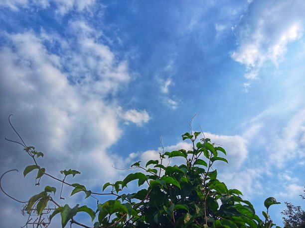 树叶在蓝天的背景图片下载