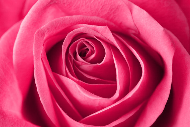 粉色玫瑰花背景。情人节，母亲节，妇女节-鲜花纹理的完美礼物。图片下载