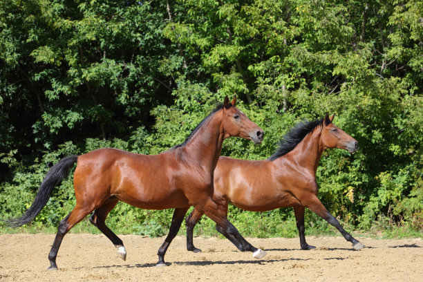 一对美丽的纯种马飞驰过围场图片下载