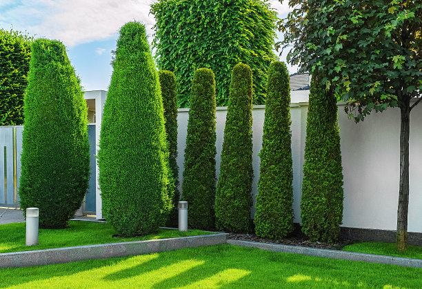 夏天是高大的冷杉和枫树图片下载