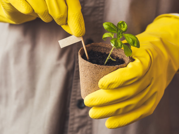 戴着黄色橡胶手套的男子正把罗勒幼苗放在泥炭罐里。商场和花店春季大甩卖。播种幼苗和在地上种植植物的季节。图片下载