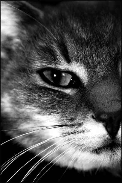 椎名0.5图片下载