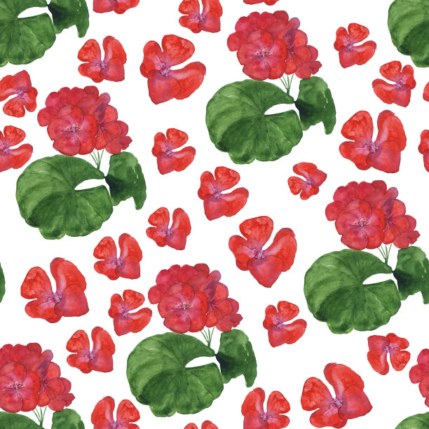 天竺葵无缝图案在白色背景上。水彩手绘插图的红色天竺葵。适合印刷，数码纸，纺织品，织物，夏季封面。图片下载