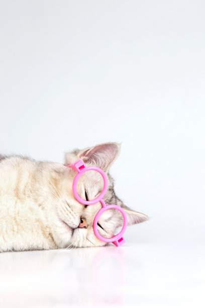 一只戴着粉红色眼镜的有趣的白猫睡在一张白色的桌子上。图片下载