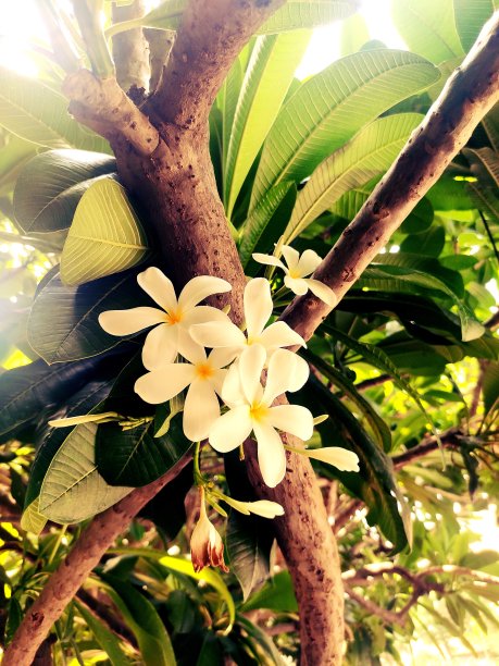 红花鸡蛋花花图片下载