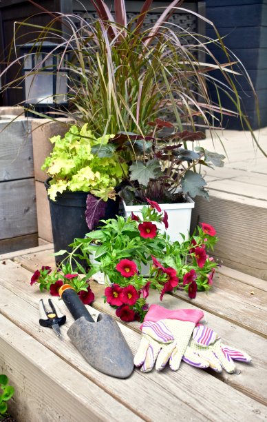 花园设备工具和盆栽一年生植物准备种植庭院夏季种植者图片下载
