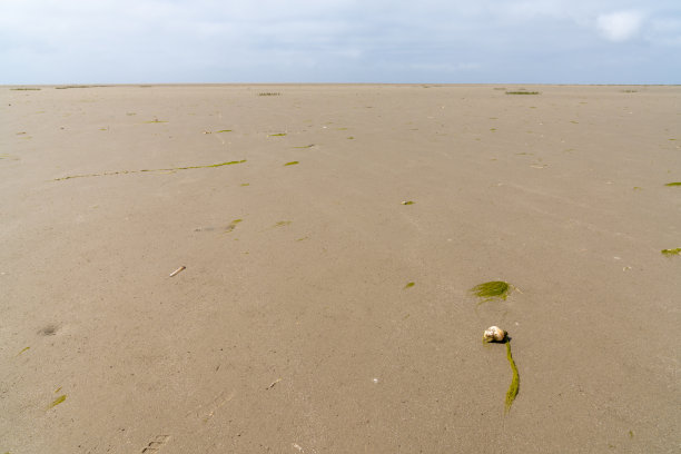退潮时瓦登海滩的景观图片下载