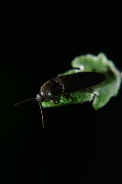 点击甲虫的Macrophoto图片下载