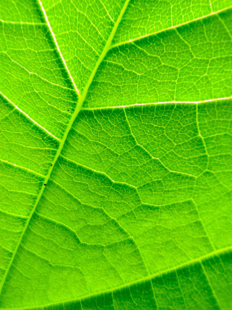 绿叶背景图片下载