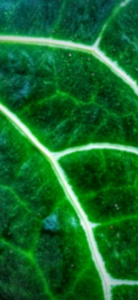 抽象的叶子图片下载