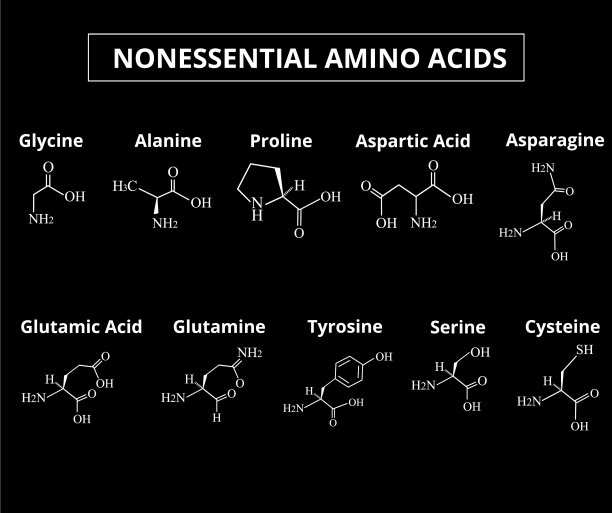 非必需氨基酸是一组氨基酸图片下载