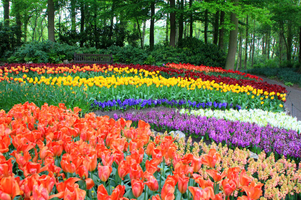 春天，库肯霍夫花园中盛开着五颜六色的郁金香图片下载